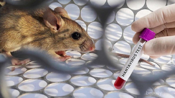 Hanta Virus, Virus Asal China yang Disebabkan Oleh Tikus
