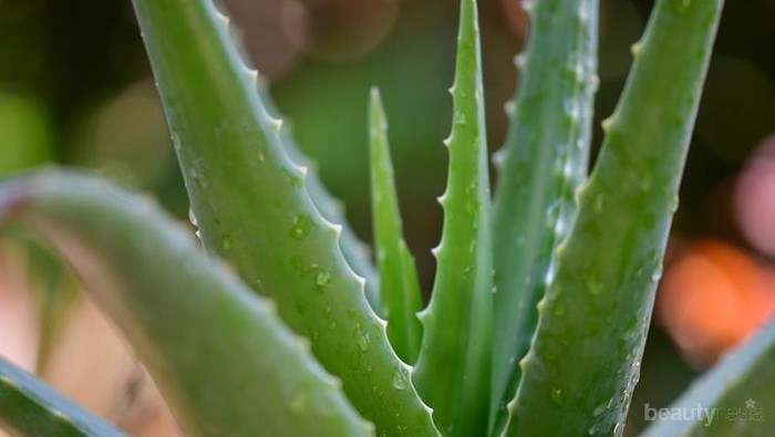 Baik untuk Kesehatan, Begini Cara Bikin Jus Lidah Buaya