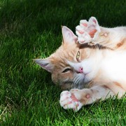 Jangan Salah Langkah! Begini Lho 4 Cara Menggunting Kuku Kucing dengan Benar