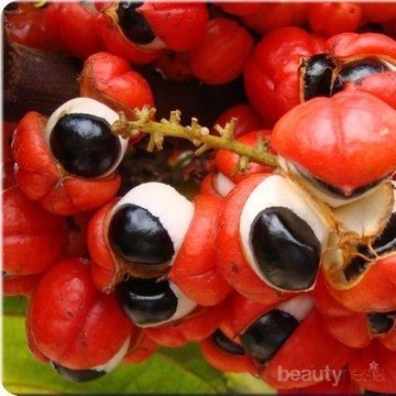 Jangan Sampai Kamu Makanan, Ini Buah Paling Berbahaya di Dunia