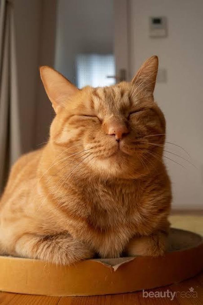 Dijuluki sebagai Kucing Barbar, Simak Berbagai Fakta ...