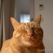 Dijuluki sebagai Kucing Barbar, Simak Berbagai Fakta Menarik tentang Kocheng Oren