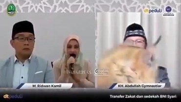 Maine Coon, Jenis Kucing Raksasa Aa Gym yang Selalu Bertasbih ke Allah