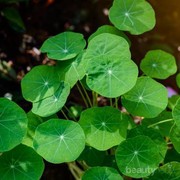 Mengungkap Fakta Bunga Centella Asiatica yang Sering Jadi Bahan Skincare