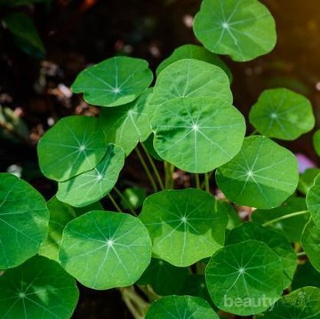 img-title Mengungkap Fakta Bunga Centella Asiatica yang Sering Jadi Bahan Skincare