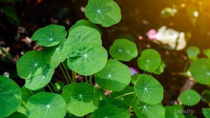 Mengungkap Fakta Bunga Centella Asiatica yang Sering Jadi Bahan Skincare