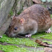 Rumahmu Penuh Tikus? Ketahui 6 Cara Ampuh untuk Mengusirnya!