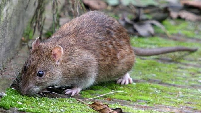 Rumahmu Penuh Tikus? Ketahui 6 Cara Ampuh untuk Mengusirnya!