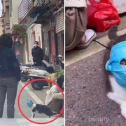 Bisa Nggak Sih Hewan Peliharaan Terpapar Virus Corona? Begini Penjelasannya!