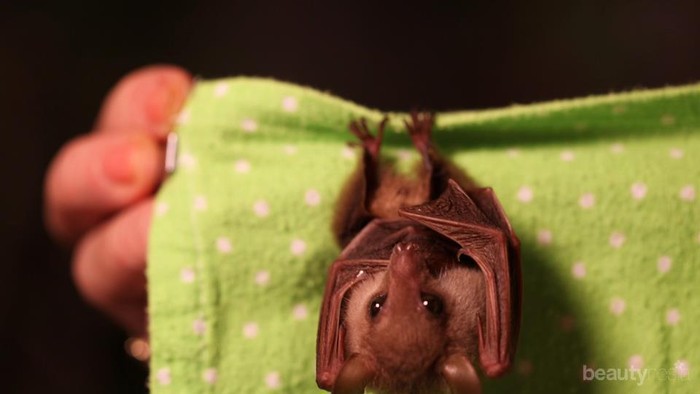 Hati-Hati, 11 Hewan Ini Bisa Bawa Penyakit Mematikan