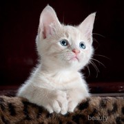 Sebelum Memelihara Kucing, Kenali 4 Penyakit Kucing Ini Terlebih Dulu!
