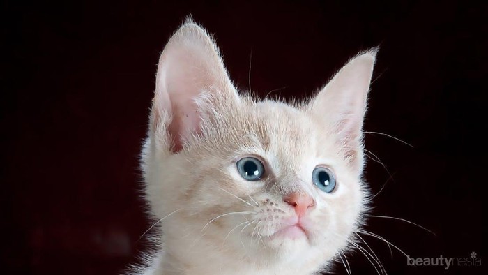 Sebelum Memelihara Kucing, Kenali 4 Penyakit Kucing Ini Terlebih Dulu!