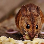 5 Penyakit Berbahaya Ini Bisa Disebabkan oleh Tikus, Waspada Ladies!