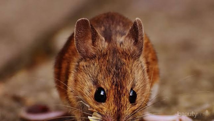 5 Penyakit Berbahaya Ini Bisa Disebabkan oleh Tikus, Waspada Ladies!