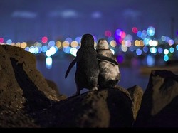 Sepasang Penguin yang So Sweet, Viral karena Berpelukan Mesra