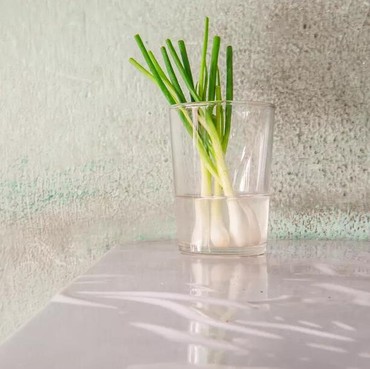 Cara Simpan Daun Bawang Agar Awet Berminggu-minggu