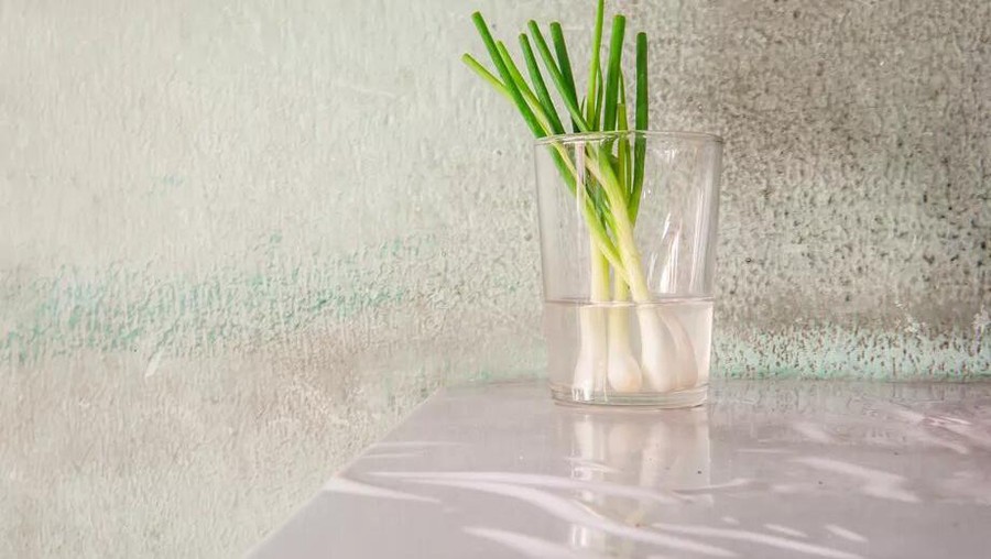 Cara praktis tanam daun bawang di gelas isi air