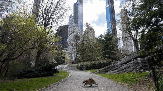 A racoon walks in almost deserted Central Park in Manhattan on April 16, 2020 in New York City. - Gone are the softball games, horse-drawn carriages and hordes of tourists. In their place, pronounced birdsong, solitary walks and renewed appreciation for Central Park's beauty during New York's coronavirus lockdown. The 843-acre (341-hectare) park -- arguably the world's most famous urban green space -- normally bustles with human activity as winter turns to spring, but this year due to Covid-19 it's the wildlife that is coming out to play. (Photo by Johannes EISELE / AFP)