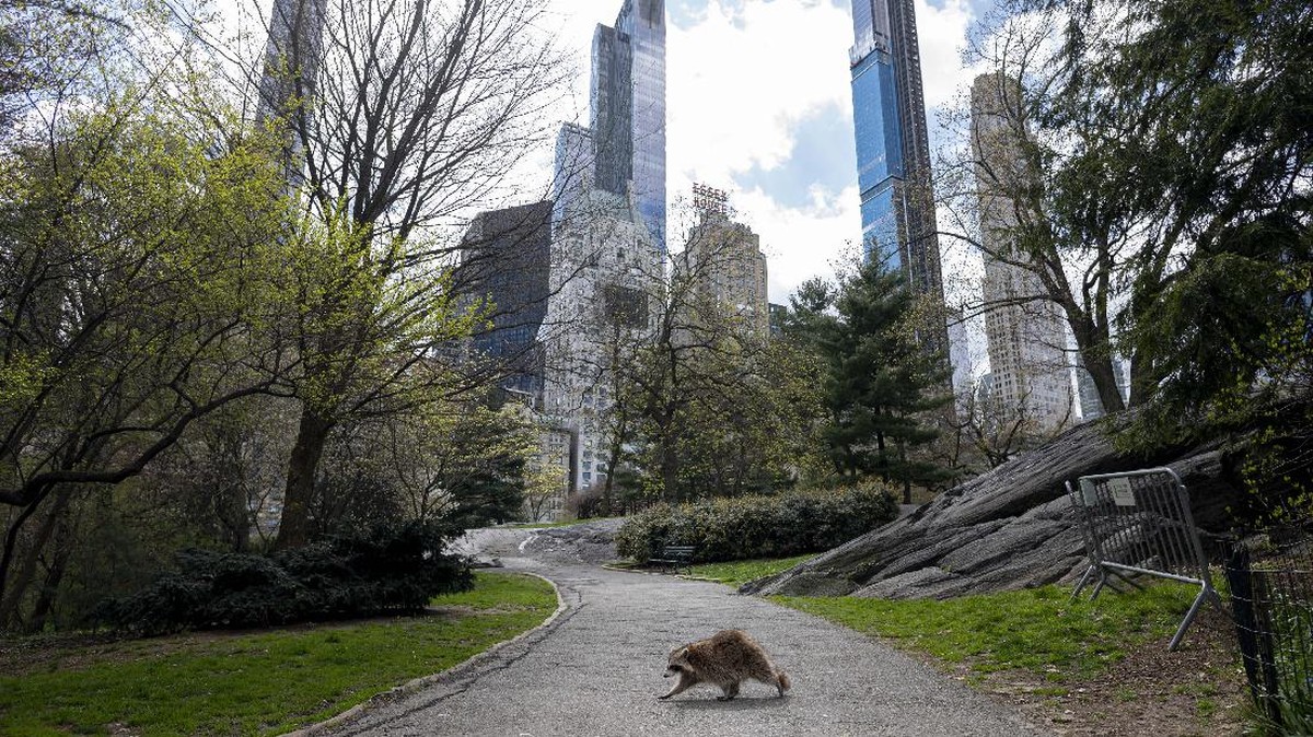 FOTO: Di Central Park Tanpa Puluhan Juta Orang