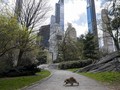 'Melarikan Diri' dari Pandemi Corona di Central Park New York
