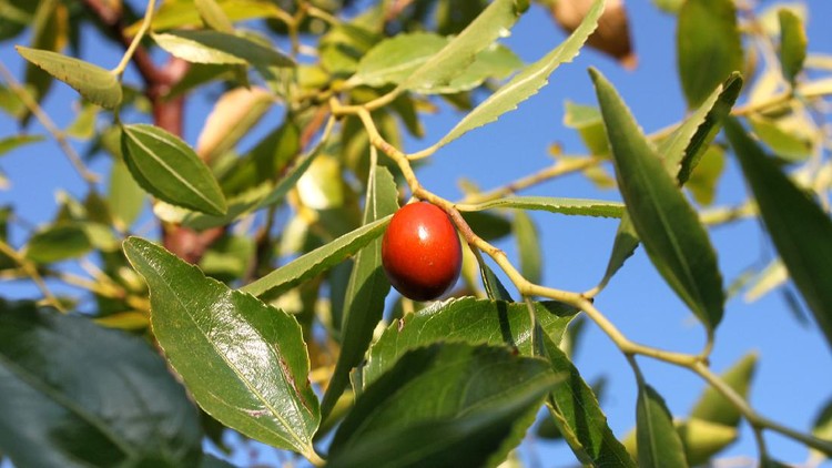 Lonely unabi fruit on a tree branch (lat.Ziziphus jujuba)