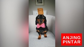VIDEO: Anjing Dengan Jutaan Follower
