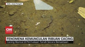 VIDEO: Fenomena Kemunculan Ribuan Cacing di Solo