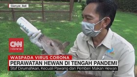 VIDEO: Perawatan Hewan di Tengah Pandemi