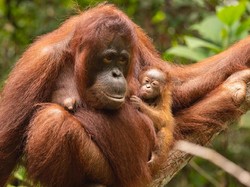 Orangutan Ini Jadi Yang Pertama Menerima Vaksin COVID-19