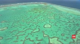VIDEO: Peneliti Temukan Cara Selamatkan Great Barrier Reef