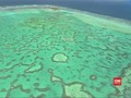 VIDEO: Peneliti Temukan Cara Selamatkan Great Barrier Reef