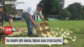 VIDEO: Tak Mampu Beri Makan, Ribuan Anak Ayam Dilepas