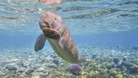 Turis Sepi, Kawanan Dugong Santai Berenang di Koh Libong