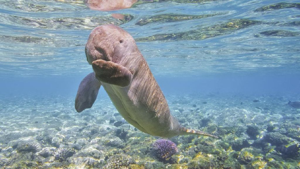 Langka, Puluhan Dugong hingga Paus Orca Ditemukan di Perairan Maluku