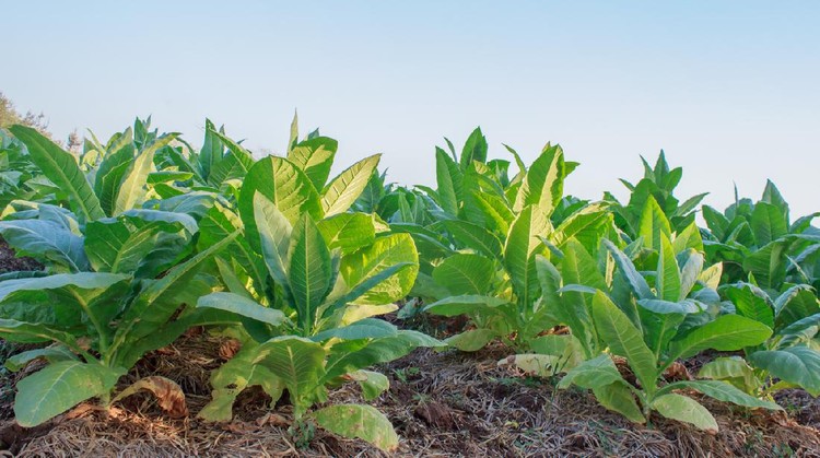 Tobacco plantation