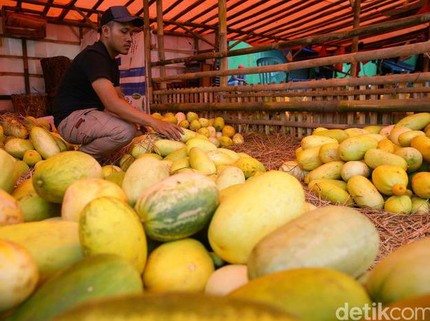 Jangan Sampai Salah, 4 Tips Memilih Timun Suri yang Matang Sempurna