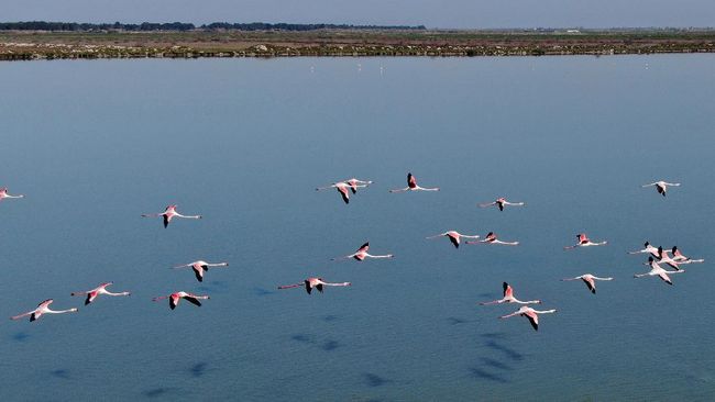 Flamingos fly over the Narta Lagoon, near the city of Vlora in the south of Albania on April 9, 2020. - With tourists home, boats docked and factories silenced under a coronavirus (COVID-19) lockdown, Albania's pink flamingos and curly pelicans are flourishing in the newfound tranquility of lagoons dotting the country's western coastline. (Photo by Gent SHKULLAKU / AFP)