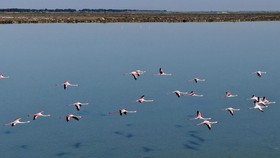 Kawanan Burung Flamingo Nikmati Bulan Madu di Tengah Pandemi