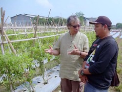 Bertani di Kota, Pria Ini Mampu Hasilkan 1 Ton Cabai dalam 3 Hari