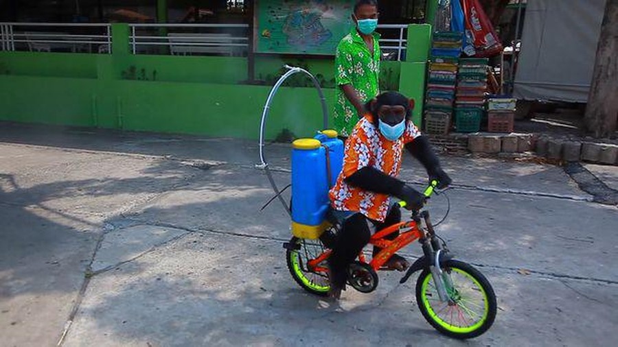 Monyet Viral Monyet Viral