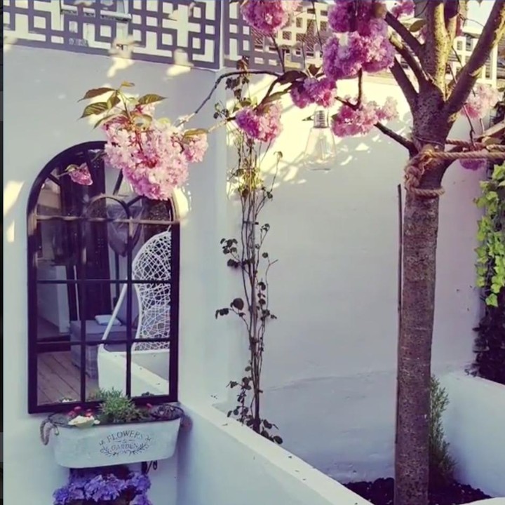 Tahun ini, Angie 'Virgin' menanam beberapa bibit ilalang cantik dan climbing rose di bawah pohon sakura. (Foto: Instagram @angie_virgin)