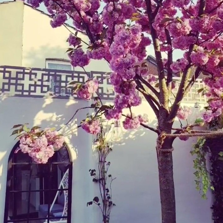 Pohon Sakura yang ditanam Angie pada 2014 lalu pun kembali bermekaran di musim semi ini. (Foto: Instagram @angie_virgin)