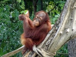Tolong! Ratusan Hewan di Taman Satwa Cikembulan Garut Terancam Kelaparan