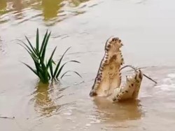 Viral Video Warga Belah Buaya yang Terkam Nelayan di Riau, Begini Ceritanya