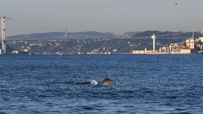 img-title Turki Lockdown, Lumba-lumba Pelesir di Selat Bosphorus