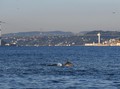 Turki Lockdown, Lumba-lumba Pelesir di Selat Bosphorus