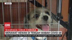 VIDEO: Merawat Hewan di Tengah Wabah Covid-19