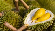 Awas, Bawa Durian ke Kamar Hotel di Singapura Bisa Didenda Rp5,6 Juta