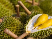 Awas, Bawa Durian ke Kamar Hotel di Singapura Bisa Didenda Rp5,6 Juta