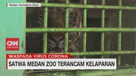 VIDEO: Satwa Medan Zoo Terancam Kelaparan
